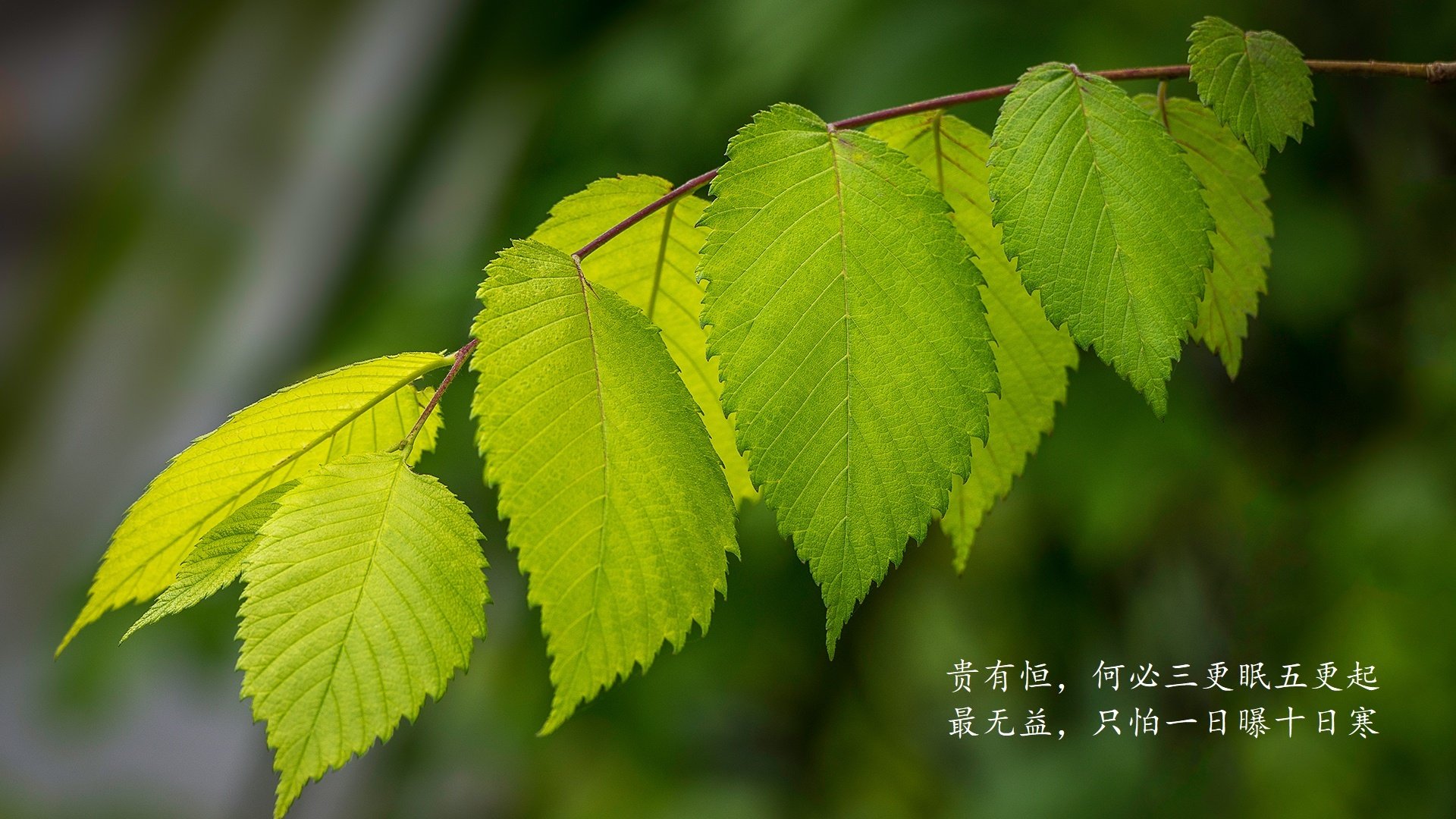 开云-马赛领袖在一场重要比赛中力克对手，展现出强大实力，马赛主帅
