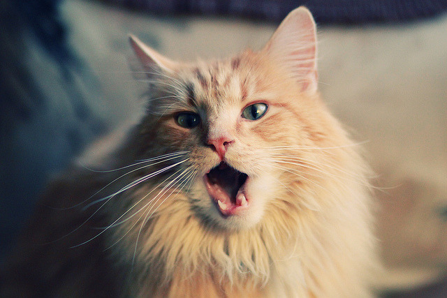 五大联赛战术系统是否兼容国家队比赛使用需求，五大联赛的打法风格