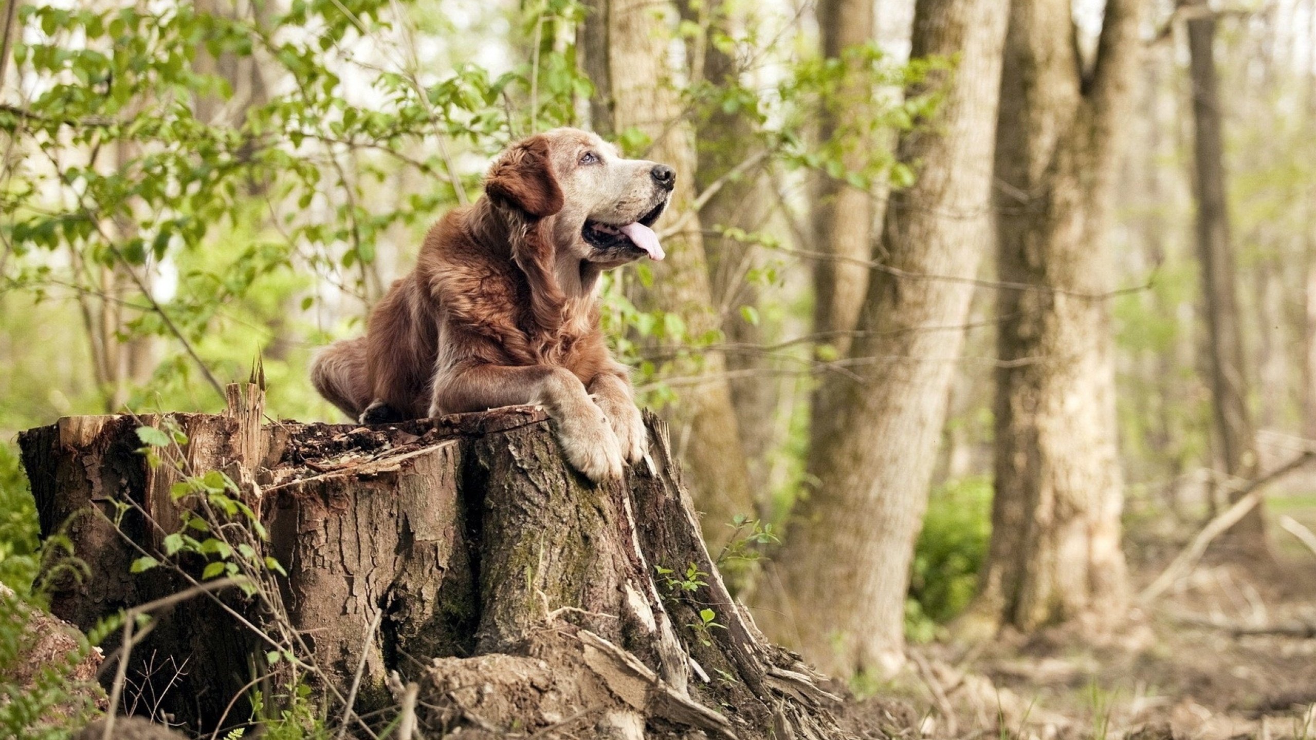 团体赛制中的澳大利亚队：如何在多变赛制中占得先机，澳大利亚队伍