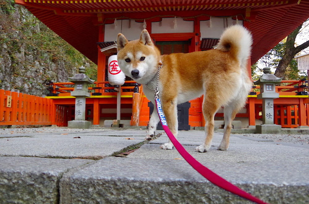 开云官网APP下载-新规赛制推动乒乓球赛事多元化发展，乒乓球赛制改革