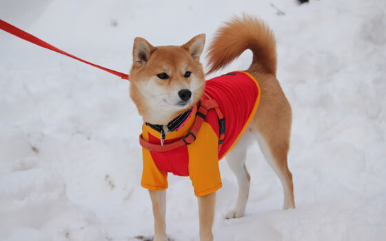 开云·体育官网-直播弹幕互动功能引发观众热情参与，直播弹幕是实时的吗