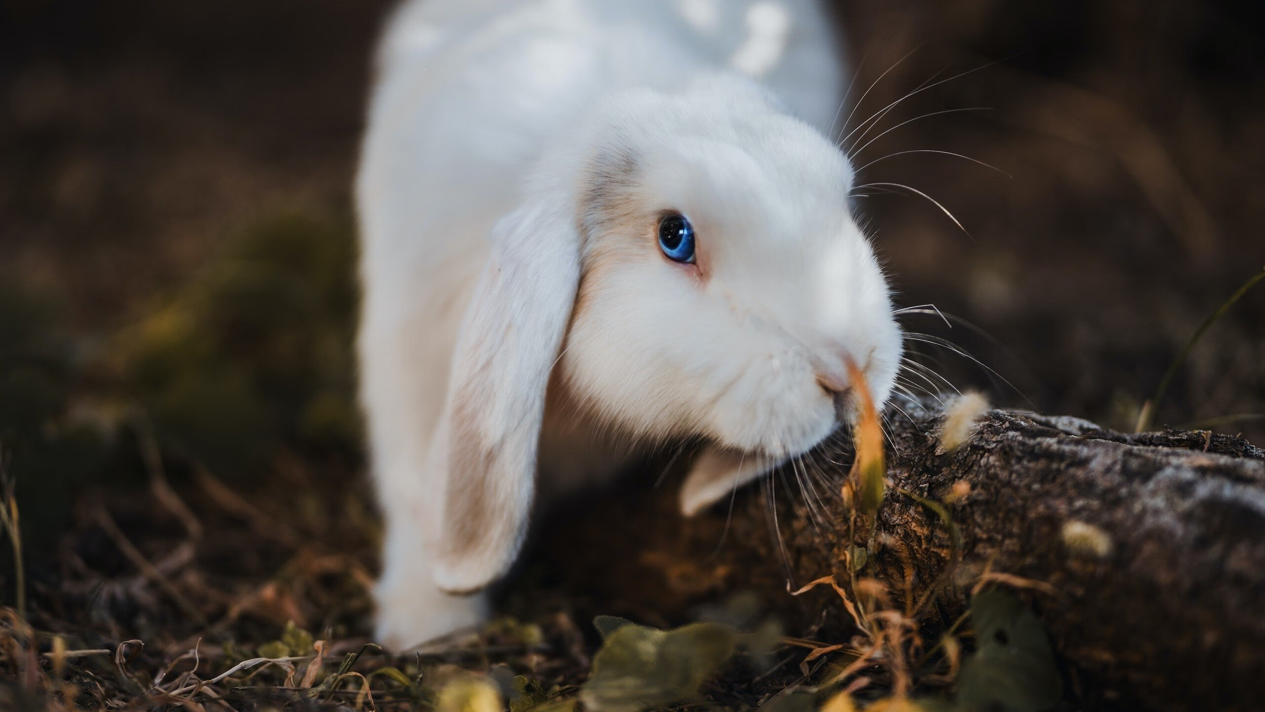 塞尔维亚男篮在欧洲预赛中奋勇追击,冲击奥运荣耀!,塞尔维亚国家男篮