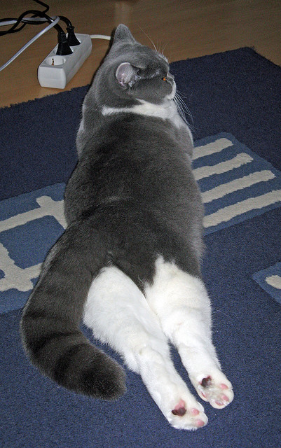 开云下载-希腊混合泳展现全能技术实力，希腊花样游泳5人感染