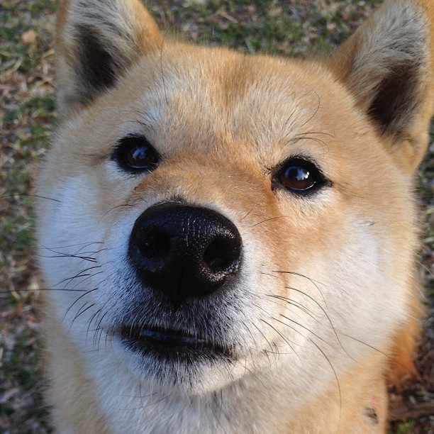 比利时蛙泳选手冲刺有力,比利时游泳运动员