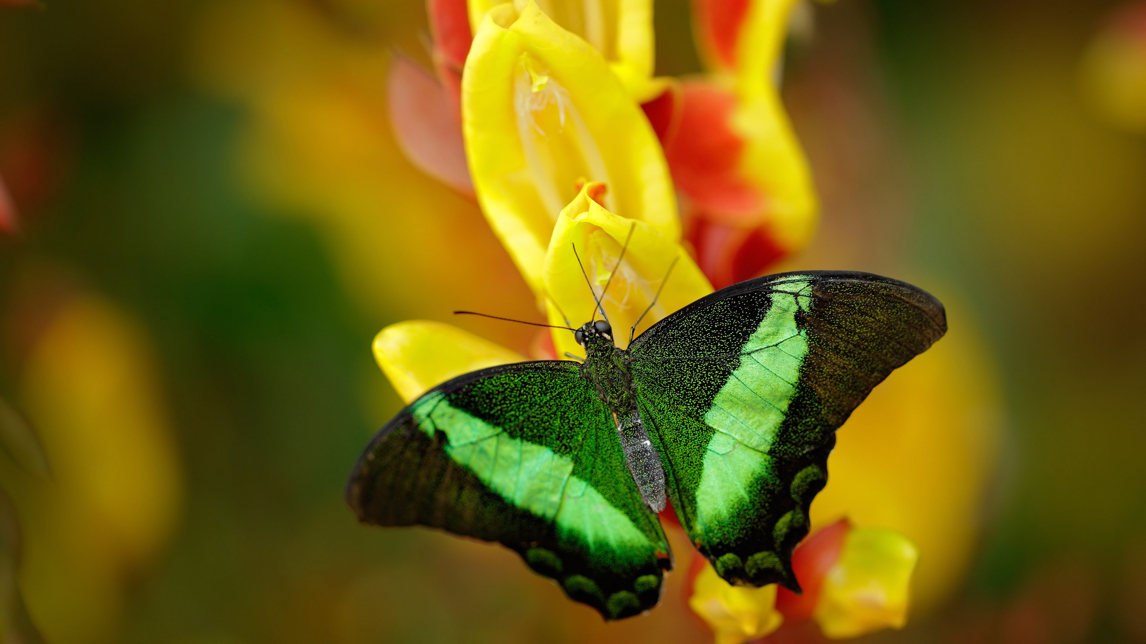 开云官网APP下载-跨国青训合作推动足球科技创新，助力未来职业明星崭露头角，世界最著名的十大足球青训营